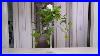 Ivy-And-A-Candle-Table-Flowers-In-A-Tall-Glass-Vase-01-wco